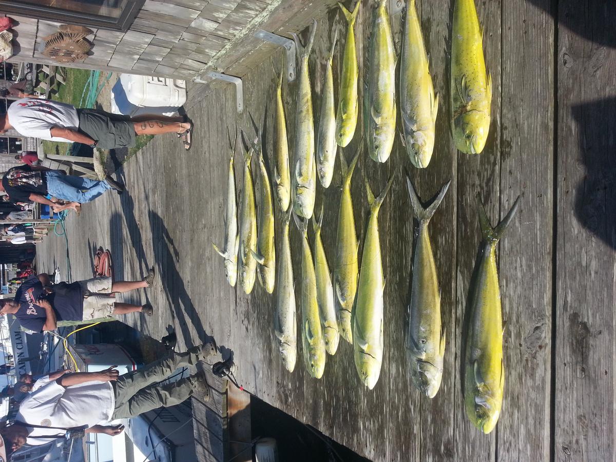 Hatteras Fishing Report 5/17