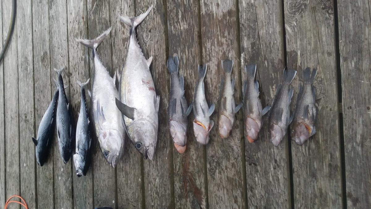 Hatteras Fishing Report 2/1/2015