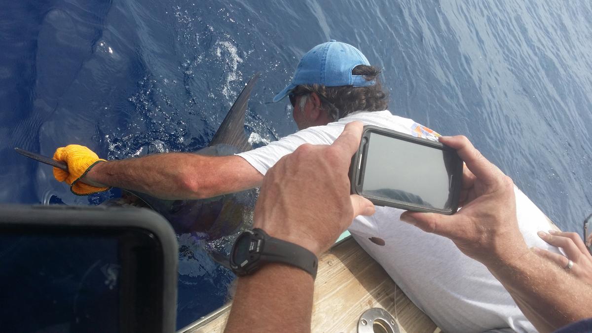 Hatteras Fishing Report 5/17/2015