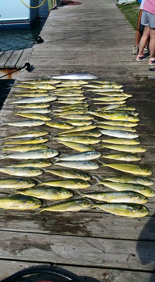 Hatteras Fishing Report 7/20/2015