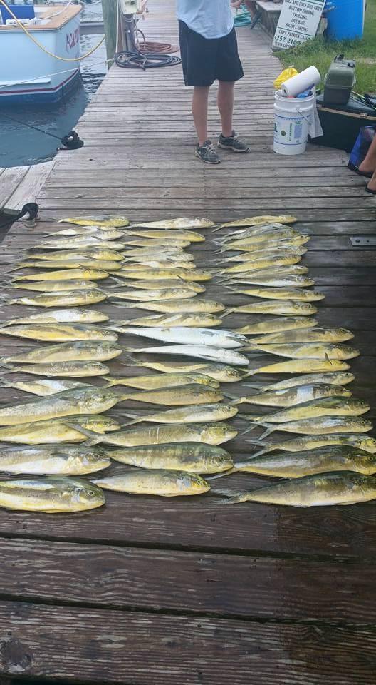 Hatteras Fishing Report 8/11/2015