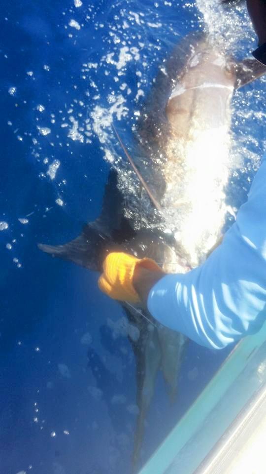 Hatteras Fishing Report 6/18/2015