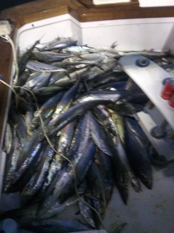 10/26/2016 Hatteras Fishing Report