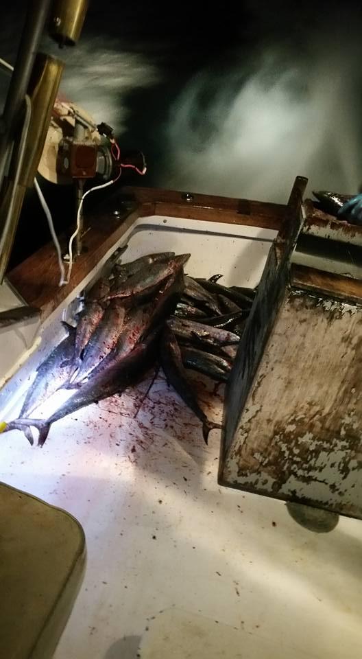 Hatteras Fishing Report 12/29/2015