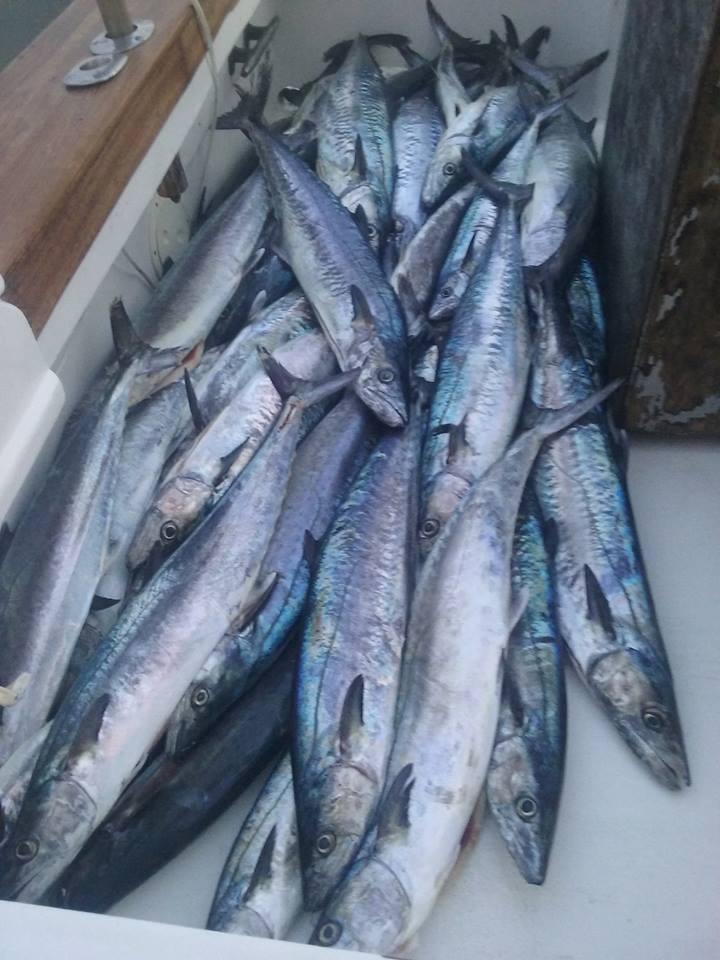 11/28/2016 Hatteras Fishing Report