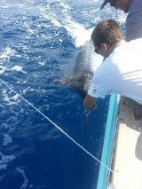 Hatteras Marlin Fishing